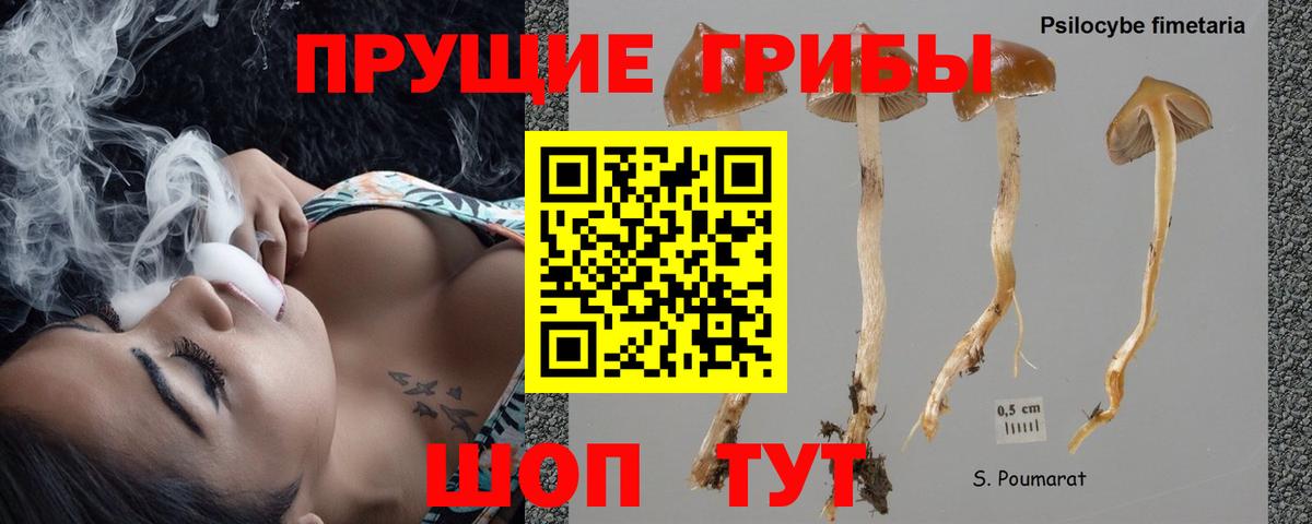 Псилоцибиновые грибы мицелий  Вход с VPN  Североморск 
